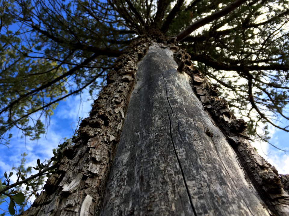 Looking Up The Juniper