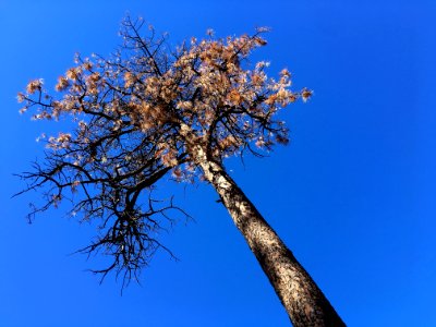 2016366269 As Bark Beetles Do