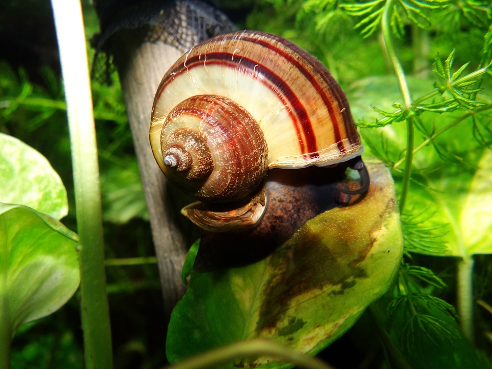 Macro spiral mollusk