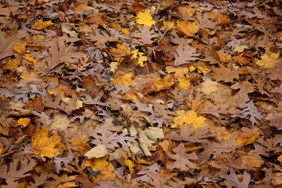 Leafy Autumn Forest
