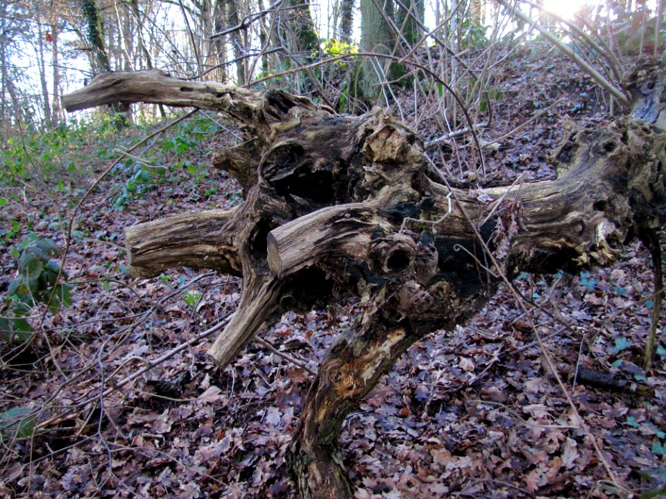 Plant Wood Branch Twig