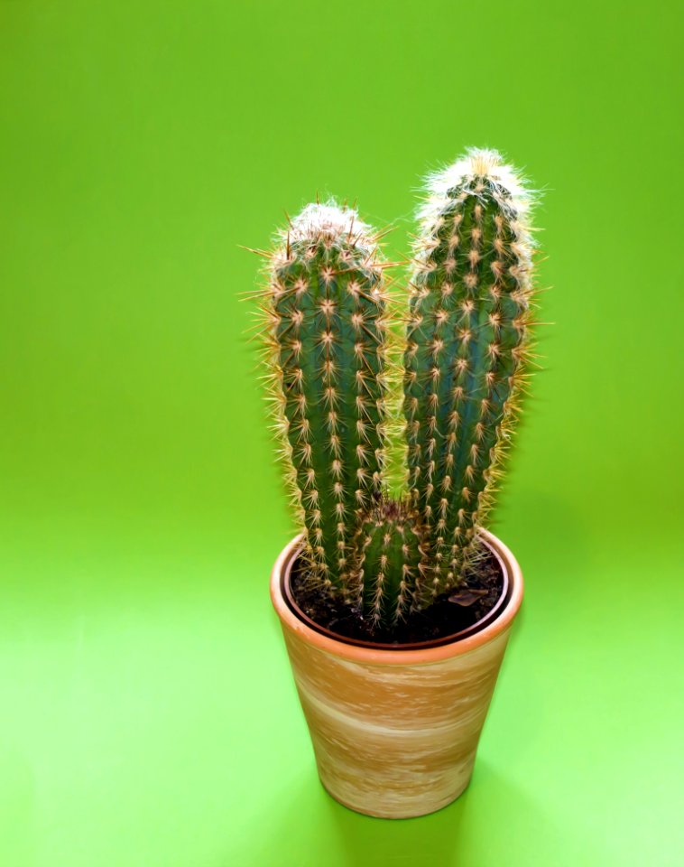 Cactus Plant On Brown Pot