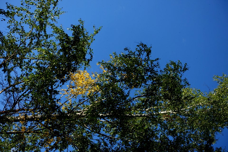 Sky Twig Tree Trunk