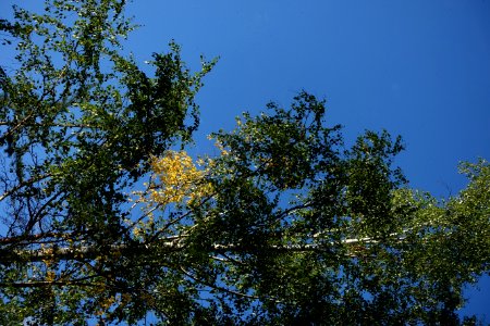 Sky Twig Tree Trunk