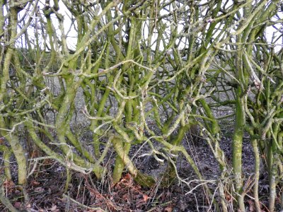 Hedgerow