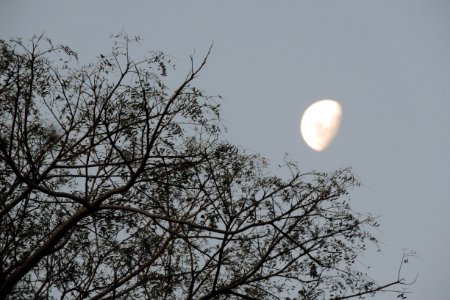 A Lua Est Logo AliGabrielaSMller