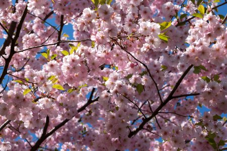 Cherry Blossom