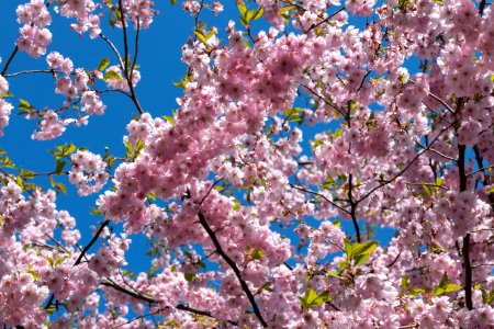 Cherry Blossom