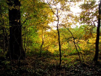 Plant People In Nature Wood Twig
