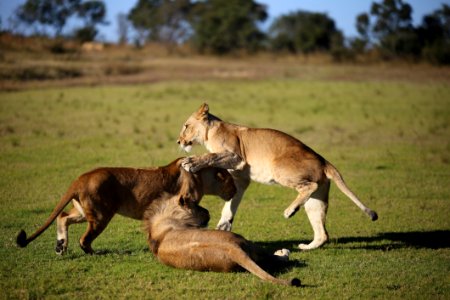 Lion Cubs Play Fighting