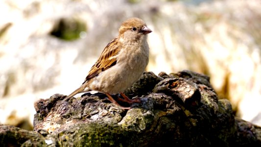 Small Brown Bird On Rocks photo