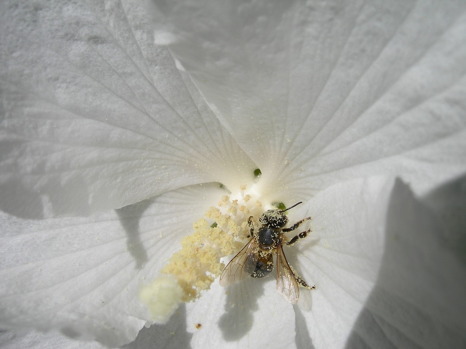 Bloom nectar close up