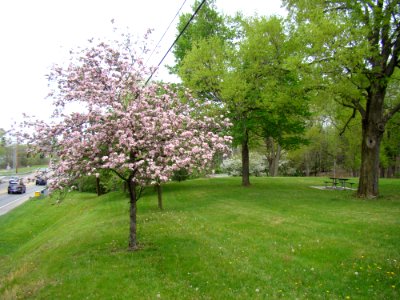 Wyandot Park