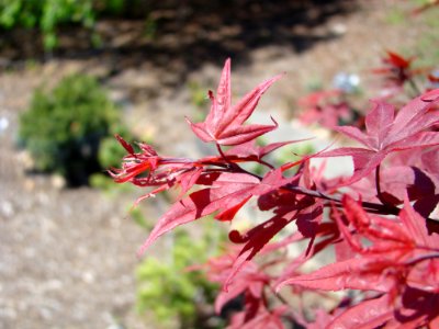 Acer Palmatum