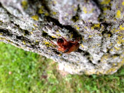 Brood V 17 Year Magicicada Periodical Cicadas