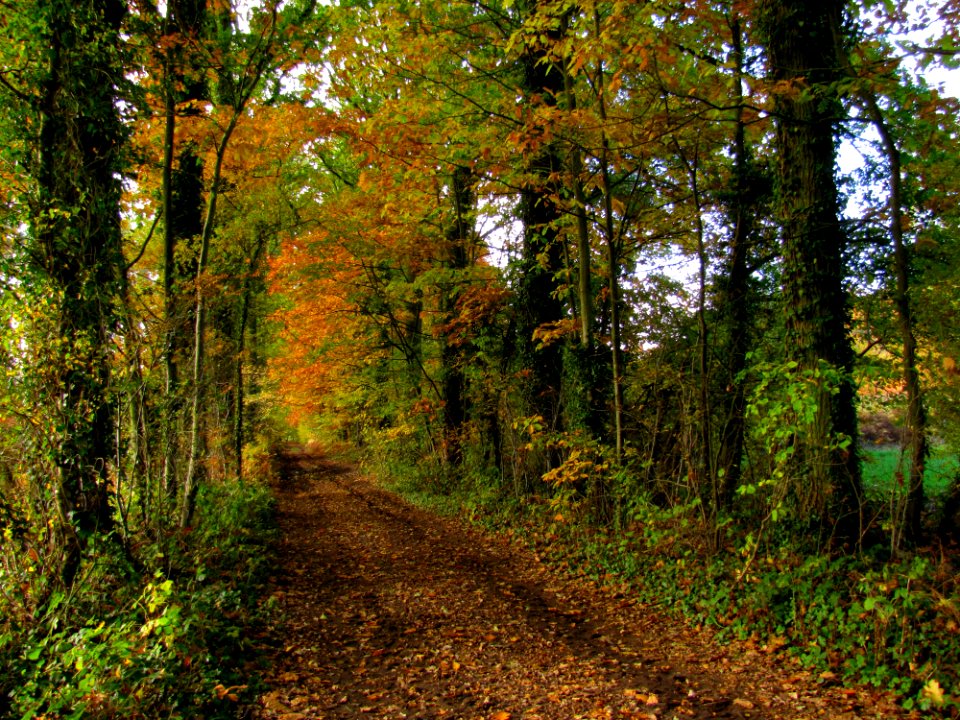 Plant Wood Trunk Natural Landscape