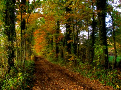 Plant Wood Trunk Natural Landscape