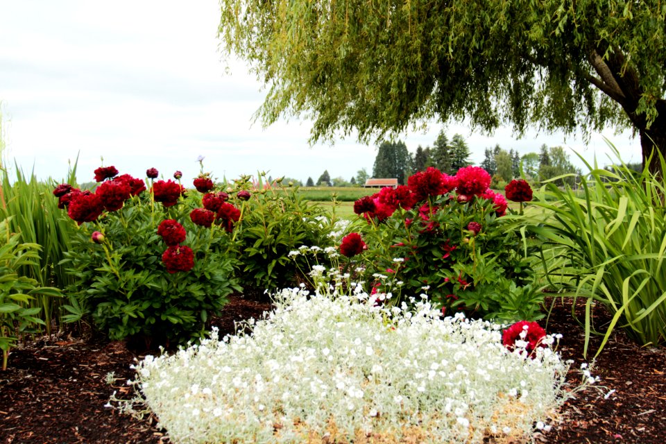 Adelmans Peony Gardens Oregon