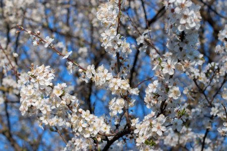 Cherry Blossom