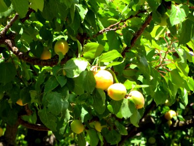 Plant Tangelo Valencia Orange Rangpur