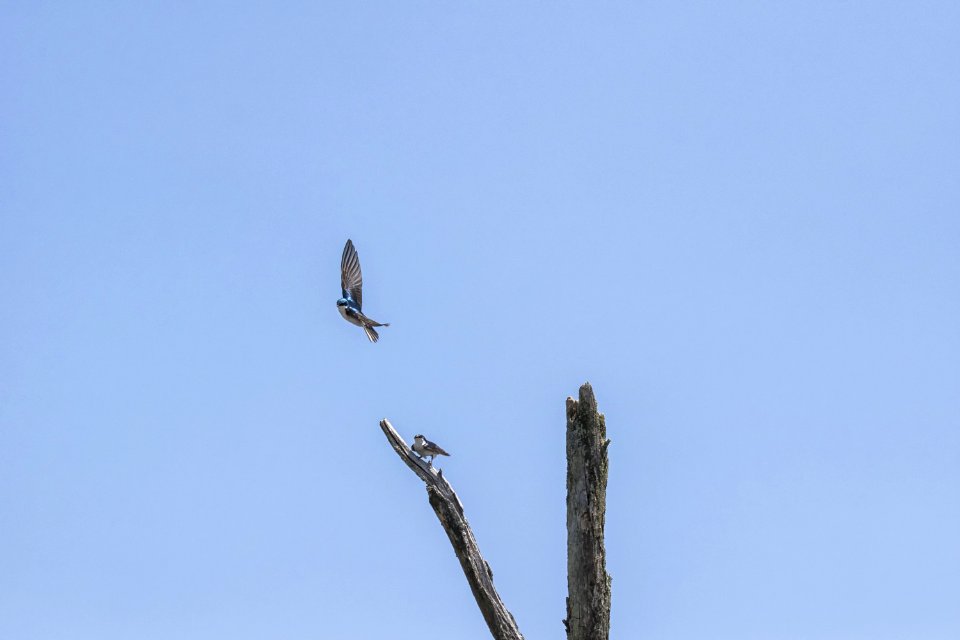 Oiseau (Hirondelle Bicolore) 115