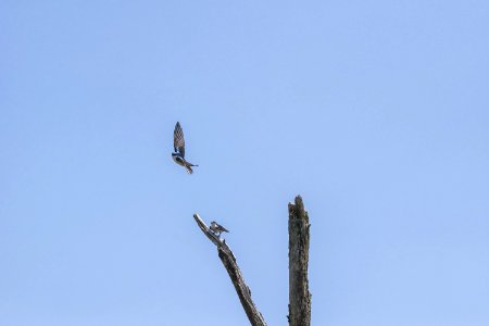 Oiseau (Hirondelle Bicolore) 115 photo