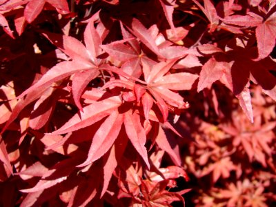 Acer Palmatum photo