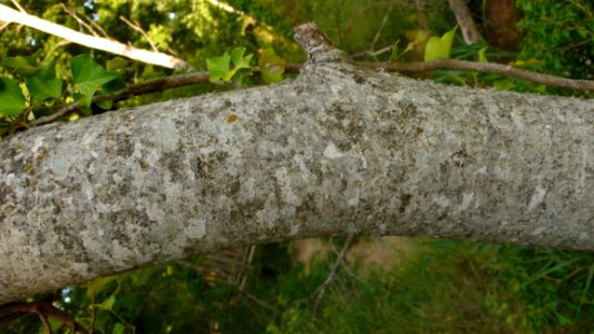 Plant Wood Botany Branch