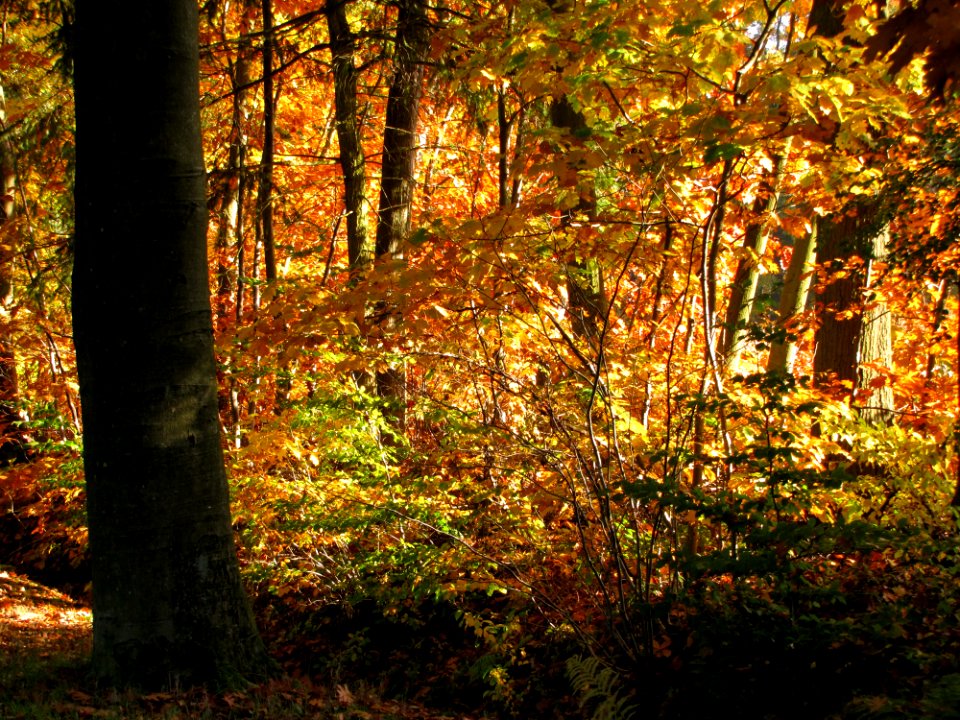 Brown Plant Plant Community Ecoregion