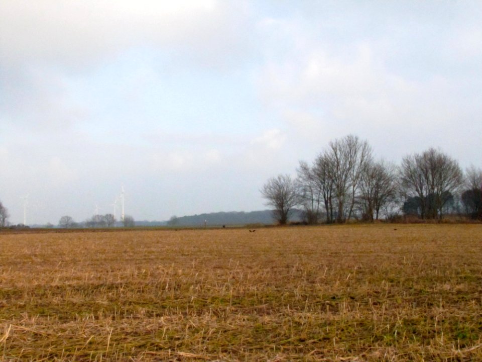 Cloud Sky Plant Ecoregion