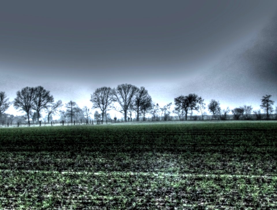 Plant Sky Cloud Natural Landscape