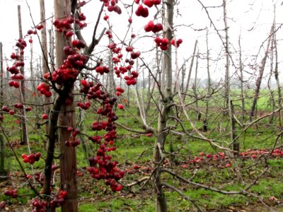 Flower Plant Twig Fruit