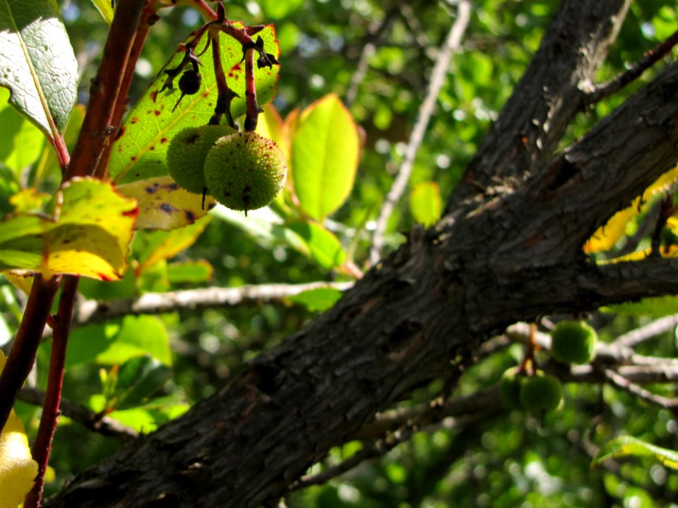 Plant Fruit Branch Botany