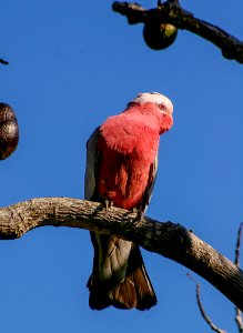 Red And White Bird On Brown Tree Trunk