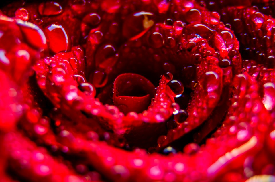 Water Drops On Bright Red Flower