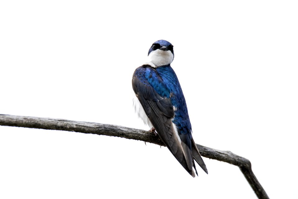 Oiseau (Hirondelle Bicolore) 207