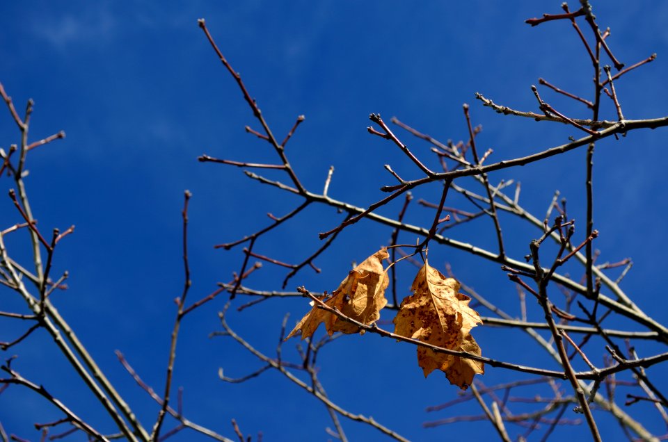 Yellow Leaves In Autumn