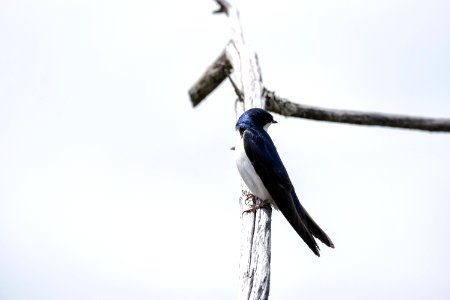Oiseau (Hirondelle Bicolore) 224 photo
