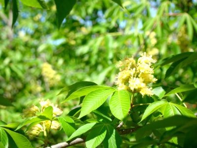 Autumn Splendor Buckeye photo