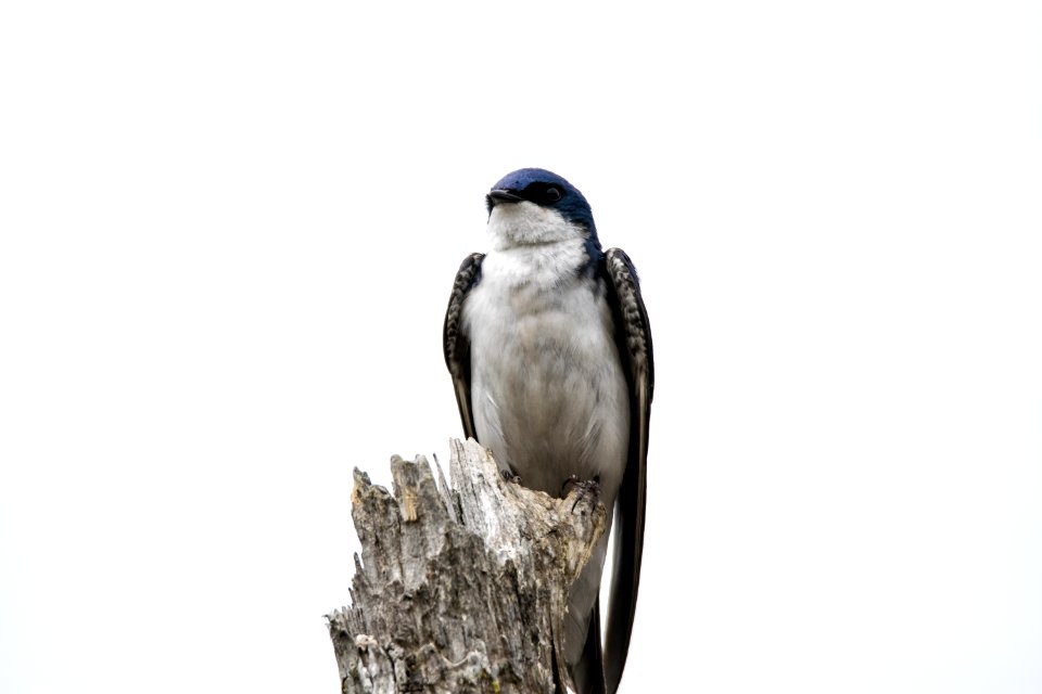 Oiseau (Hirondelle Bicolore) 205