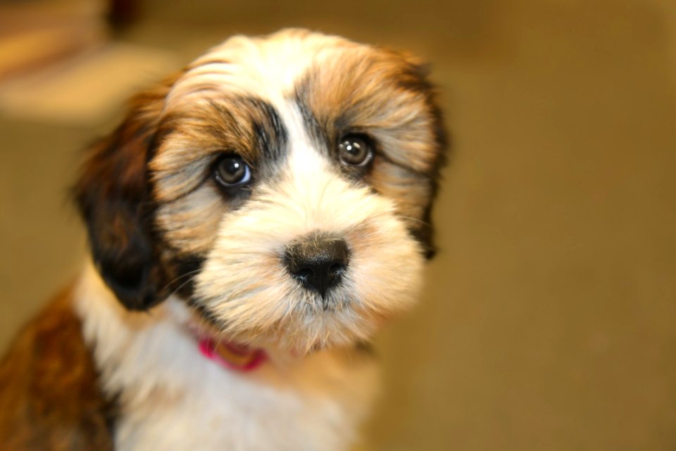 Close Up Photo Of Shih Tzu Puppy