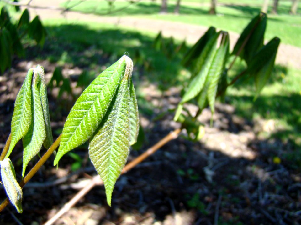 Bottlebrush Buckeye