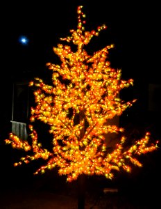 Lighted Tree photo