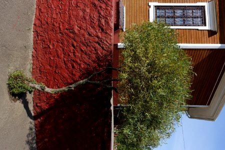 Window Property Plant Building