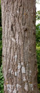 Plant Tree Terrestrial Plant Trunk