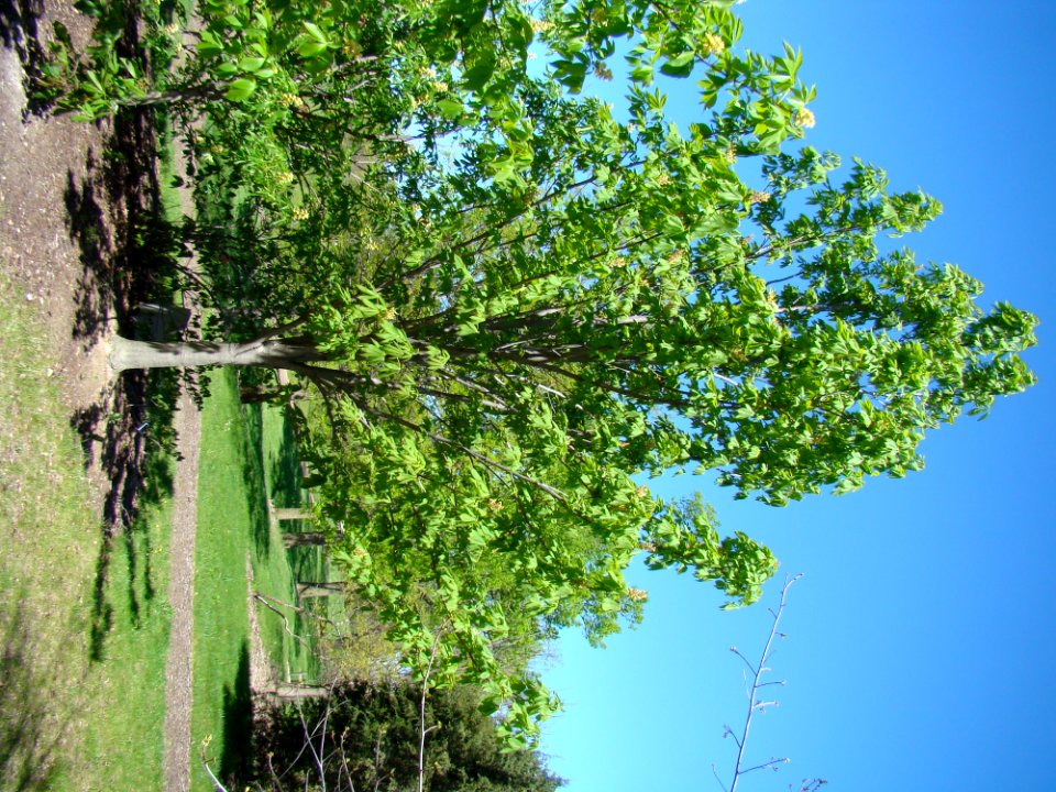 Yellow Buckeye