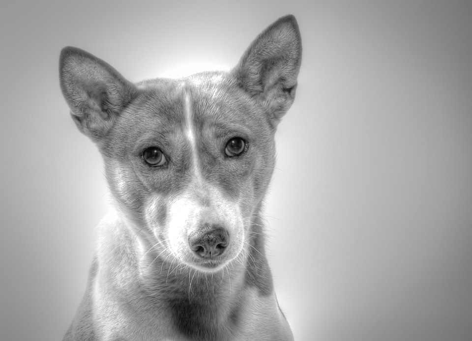 Hundbild died black and white