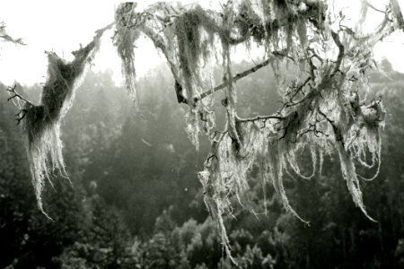Old Mans Beard (lichen) photo