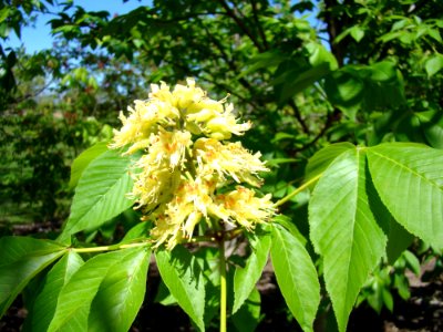 Autumn Splendor Buckeye photo