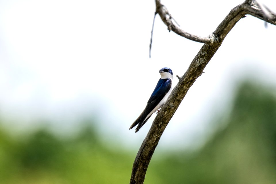 Oiseau (Hirondelle Bicolore) 218